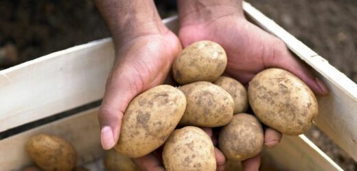Potato expert shares best location to store spuds for three months